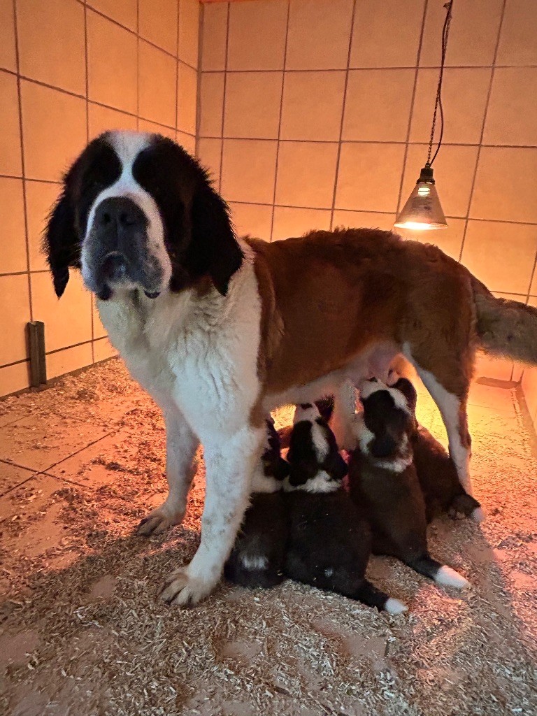 chiot Chien du Saint-Bernard du hameau de roxane