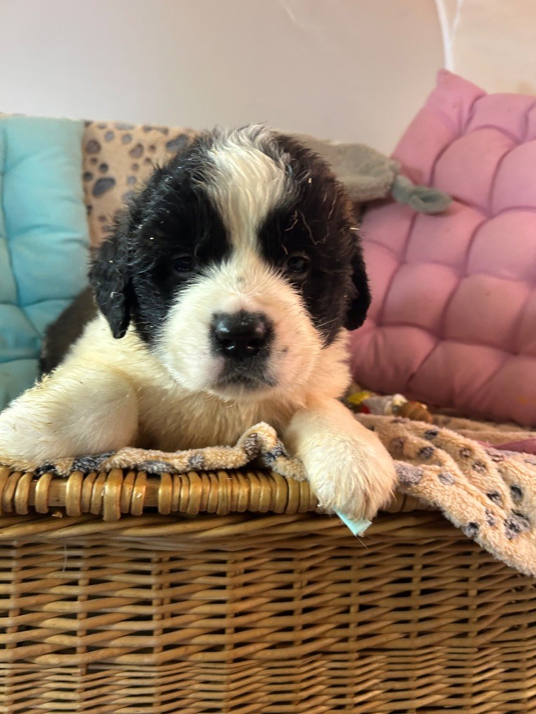 du hameau de roxane - Chiot disponible  - Chien du Saint-Bernard