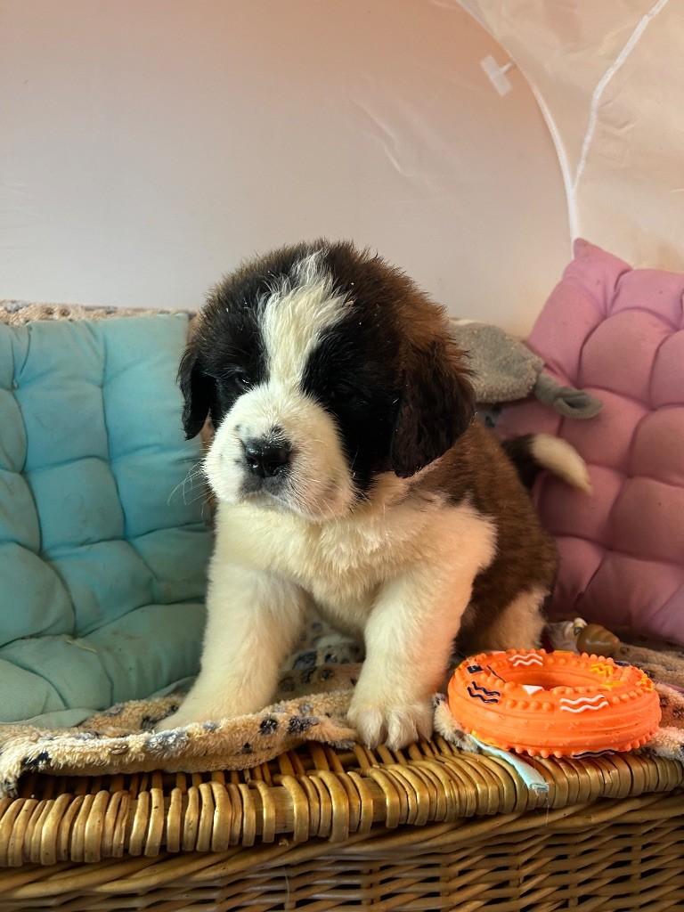 du hameau de roxane - Chiot disponible  - Chien du Saint-Bernard