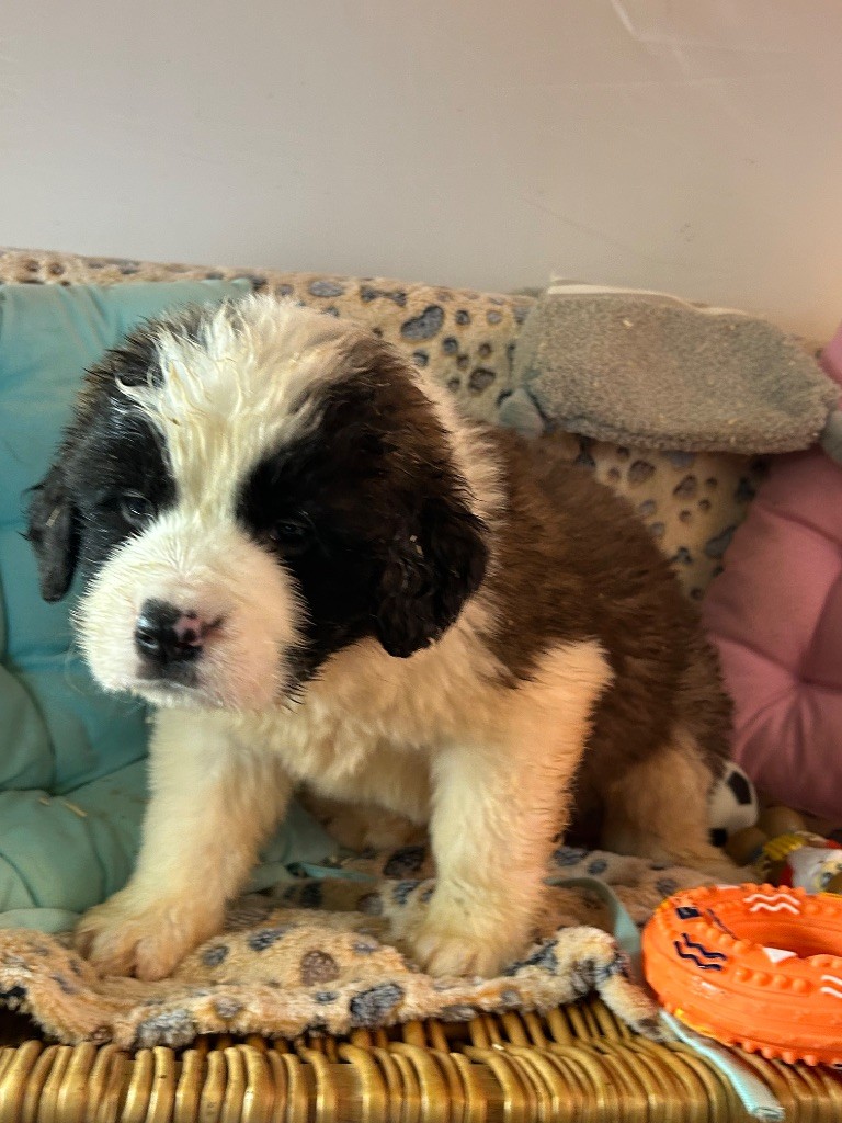 du hameau de roxane - Chiot disponible  - Chien du Saint-Bernard