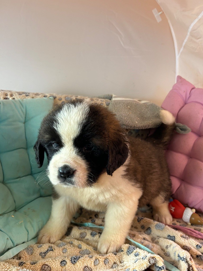 du hameau de roxane - Chiot disponible  - Chien du Saint-Bernard