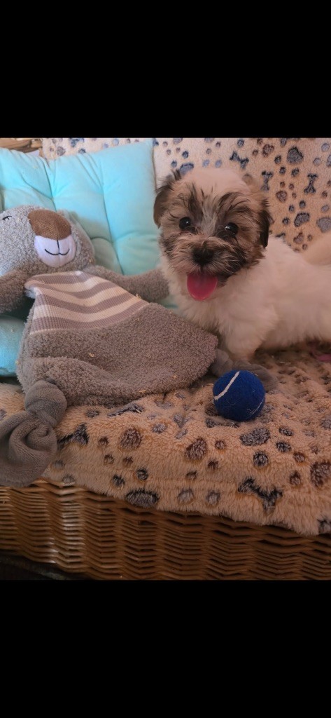 du hameau de roxane - Chiots disponibles - Bichon Havanais