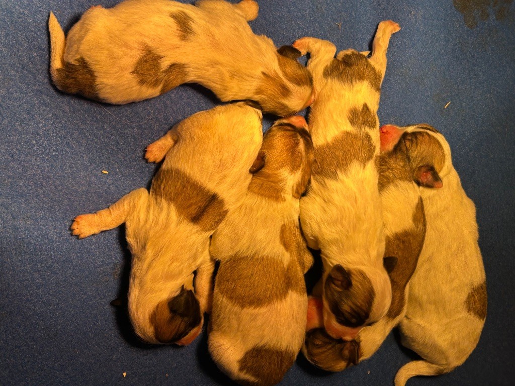 du hameau de roxane - Chiots disponibles - Coton de Tulear