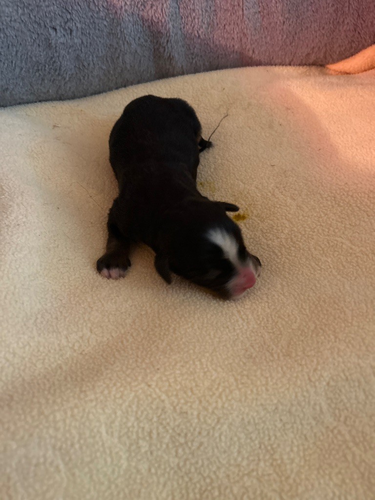 du hameau de roxane - Chiots disponibles - Bouvier Bernois