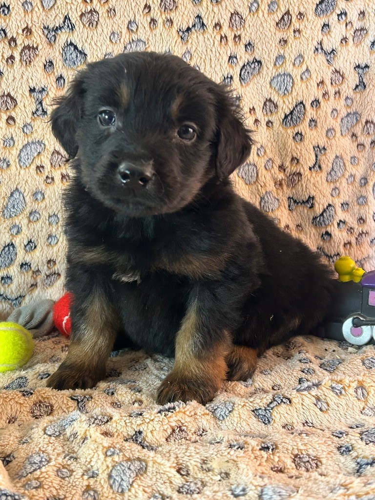 du hameau de roxane - Chiots disponibles - Hovawart