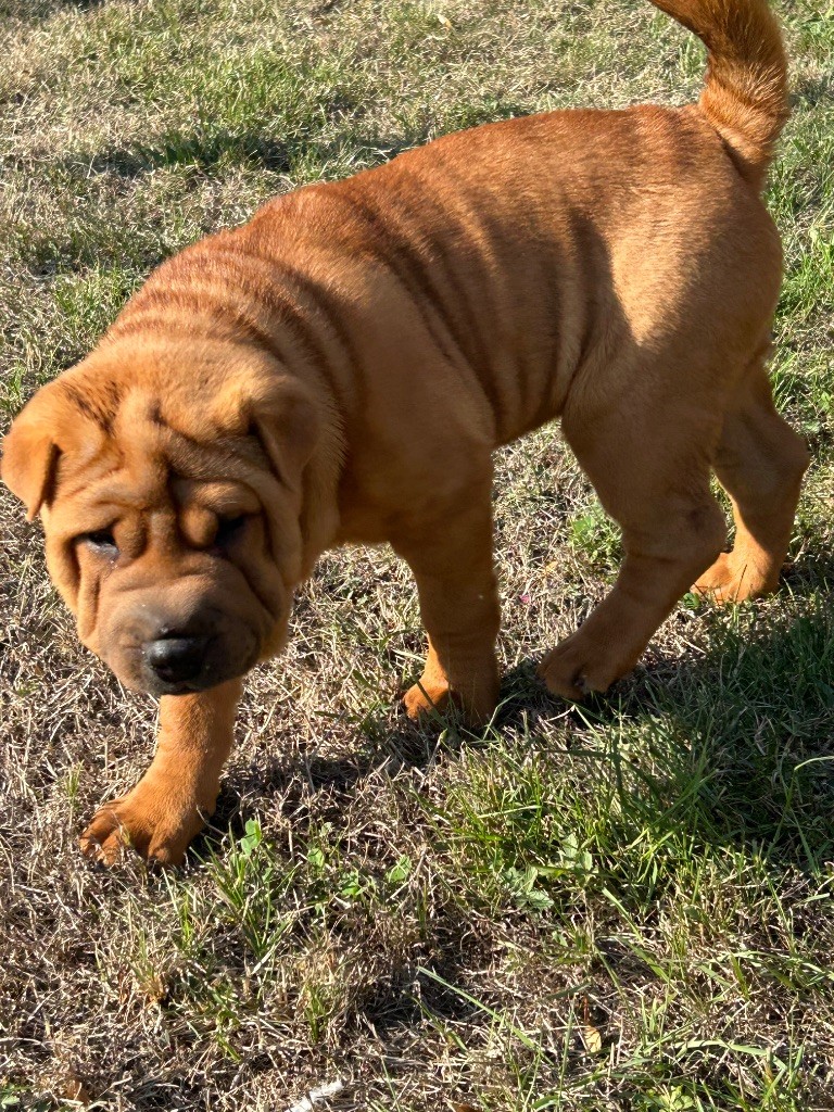 du hameau de roxane - Chiots disponibles - Shar Pei