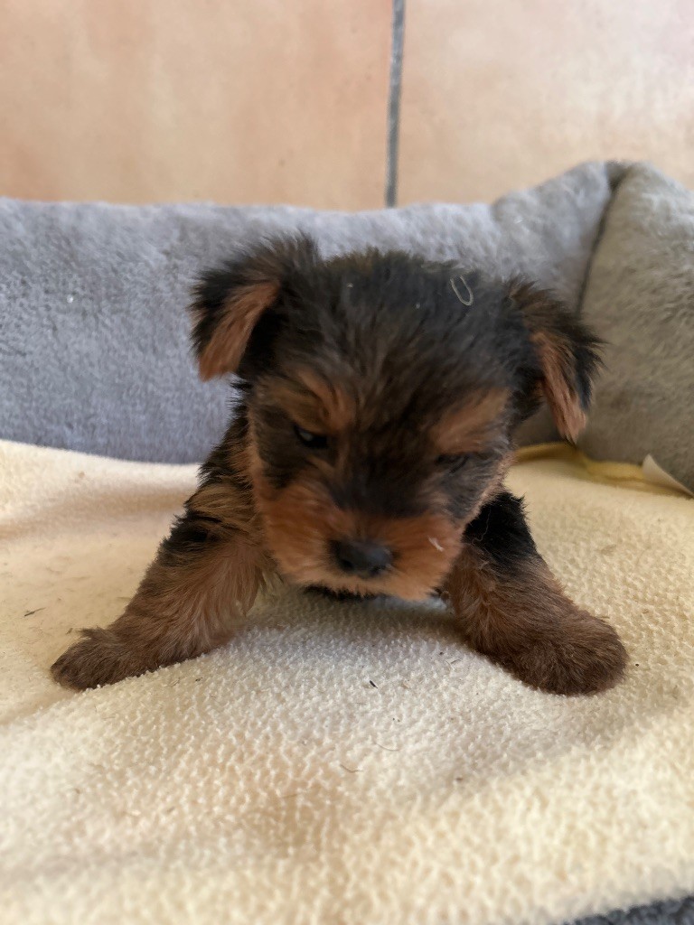 du hameau de roxane - Chiots disponibles - Yorkshire Terrier