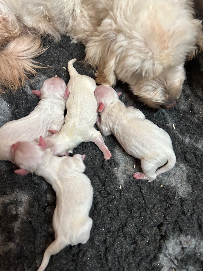 du hameau de roxane - Chiots disponibles - Coton de Tulear