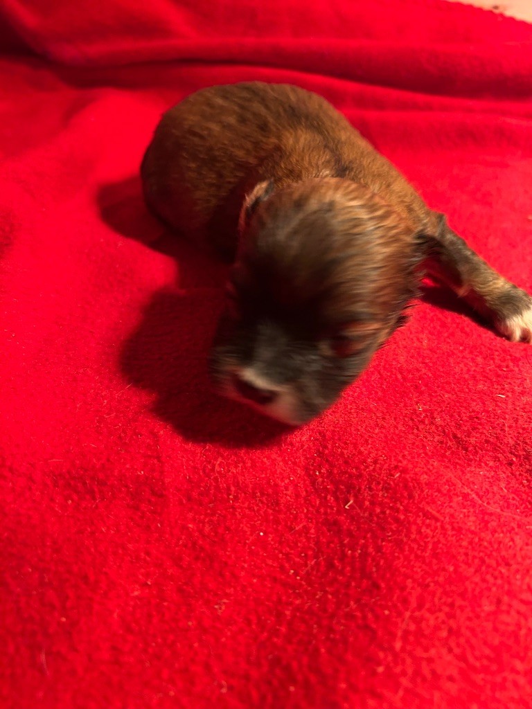 du hameau de roxane - Chiots disponibles - Bichon Havanais