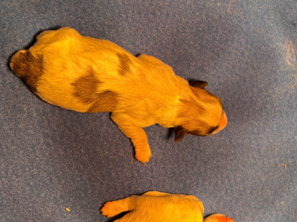 du hameau de roxane - Chiots disponibles - Coton de Tulear