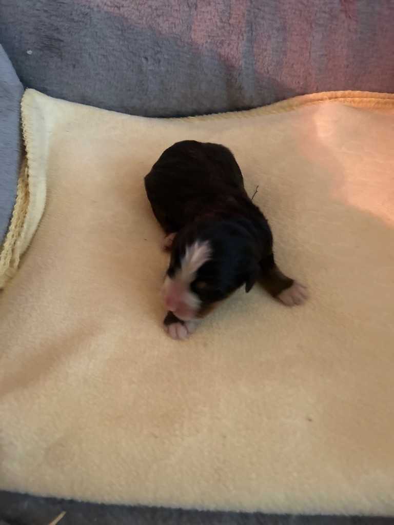 du hameau de roxane - Chiots disponibles - Bouvier Bernois