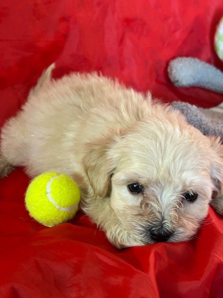 du hameau de roxane - Chiots disponibles - Bichon Havanais