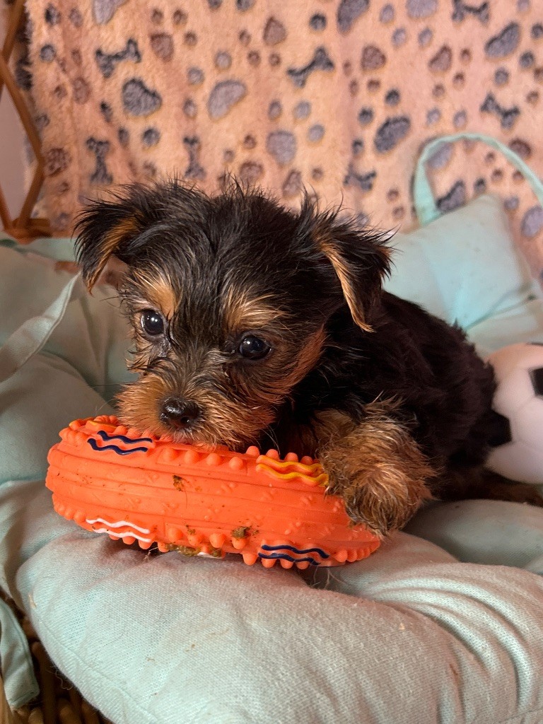 du hameau de roxane - Chiots disponibles - Yorkshire Terrier