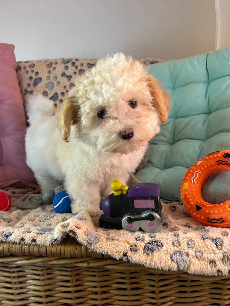 du hameau de roxane - Chiots disponibles - Bichon Havanais