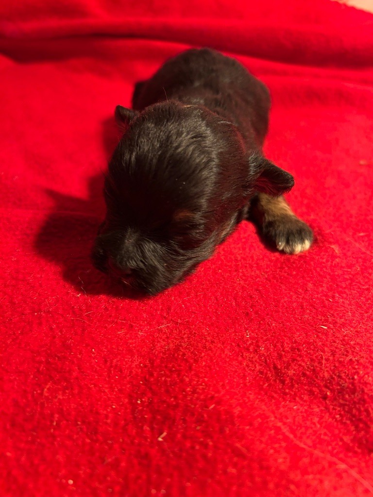 du hameau de roxane - Chiots disponibles - Bichon Havanais