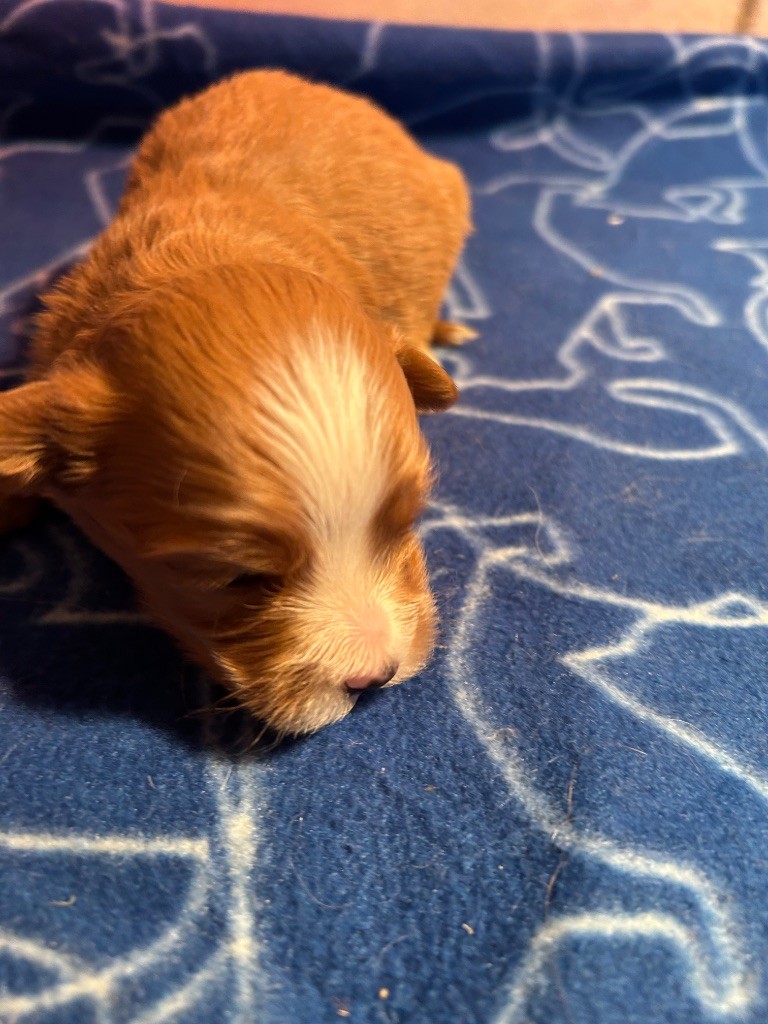 du hameau de roxane - Chiots disponibles - Bichon Havanais