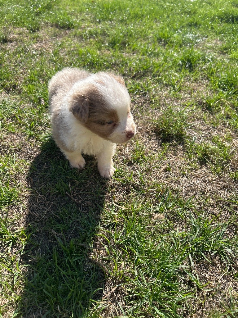 du hameau de roxane - Chiots disponibles - Berger Australien
