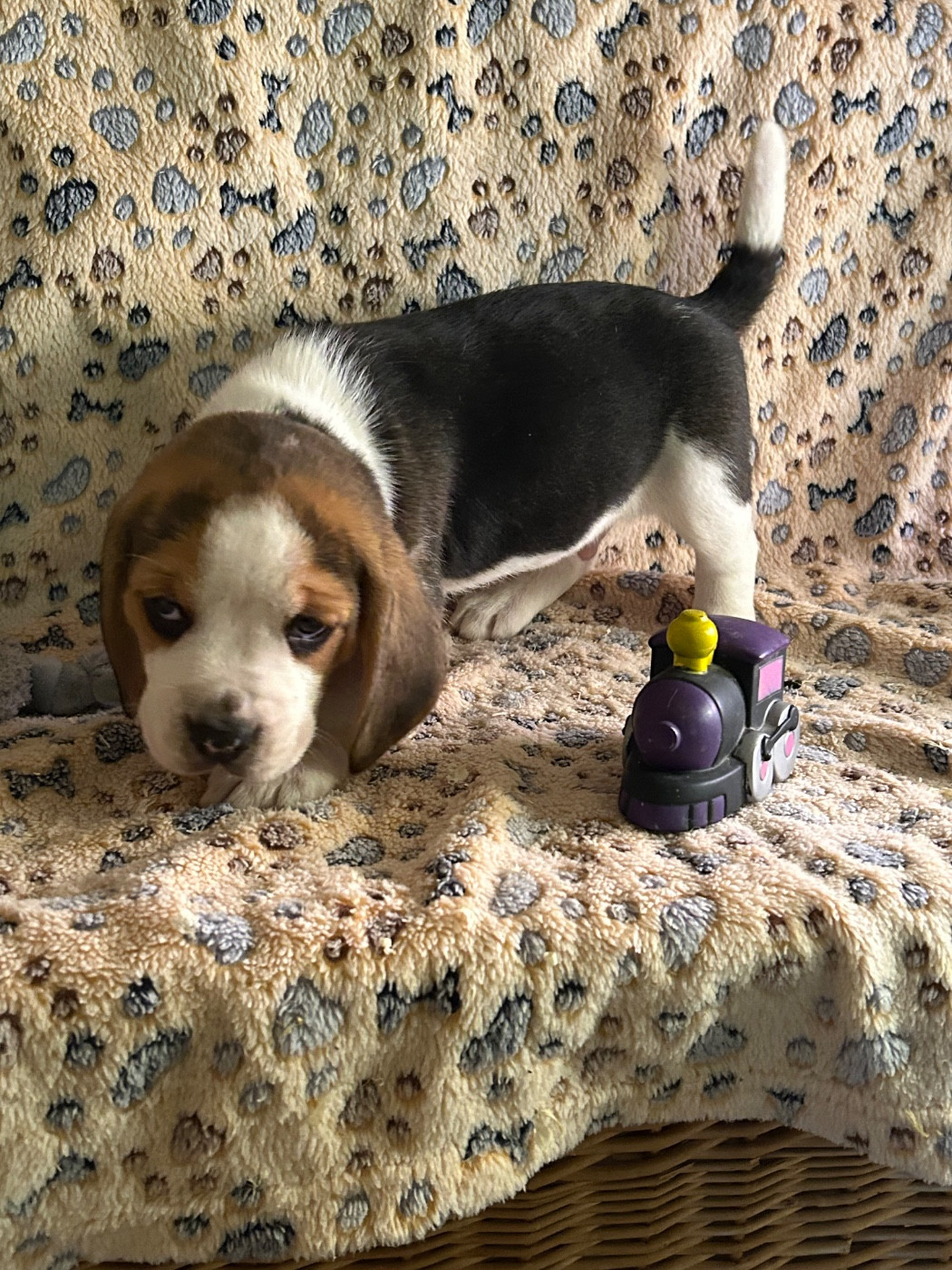 du hameau de roxane - Chiots disponibles - Beagle