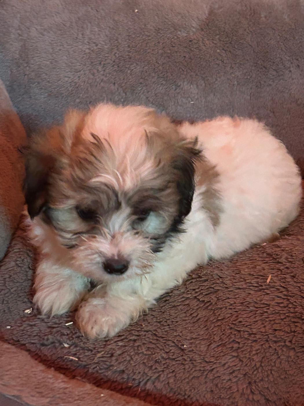 du hameau de roxane - Chiots disponibles - Coton de Tulear