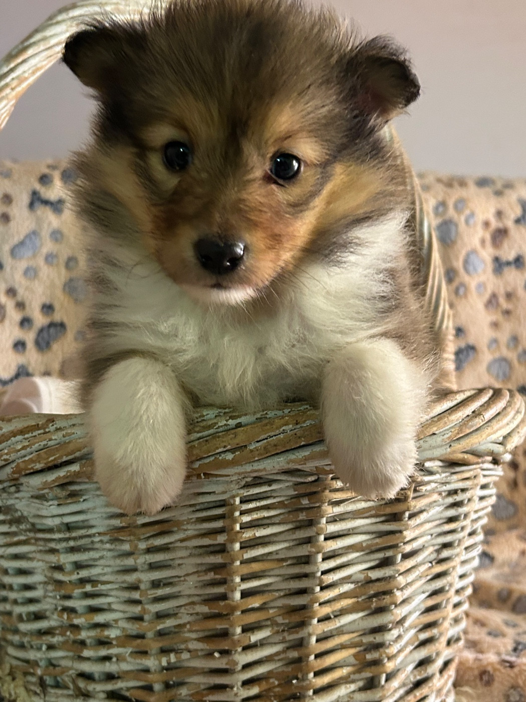 du hameau de roxane - Chiots disponibles - Shetland Sheepdog