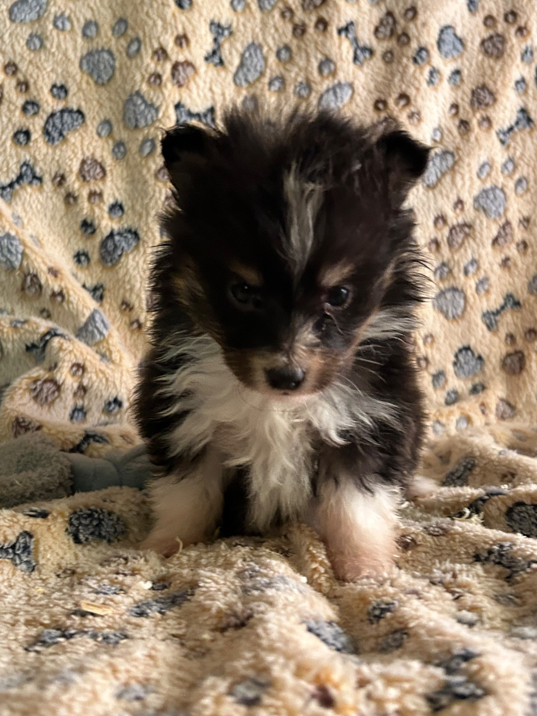 du hameau de roxane - Chiots disponibles - Shetland Sheepdog