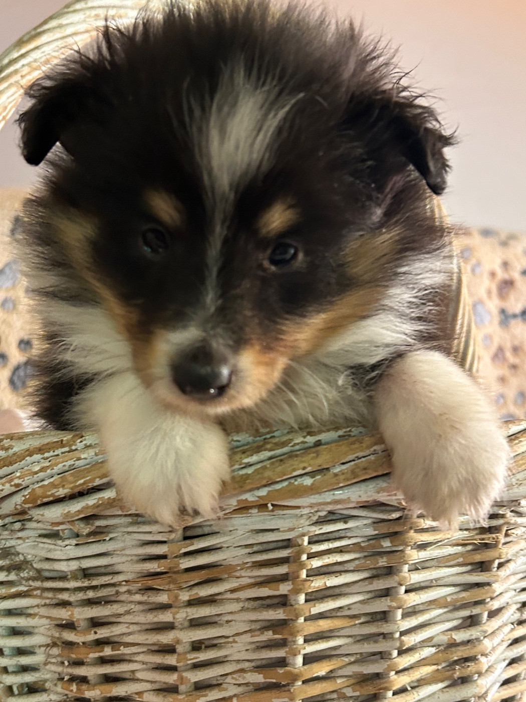 du hameau de roxane - Chiots disponibles - Shetland Sheepdog