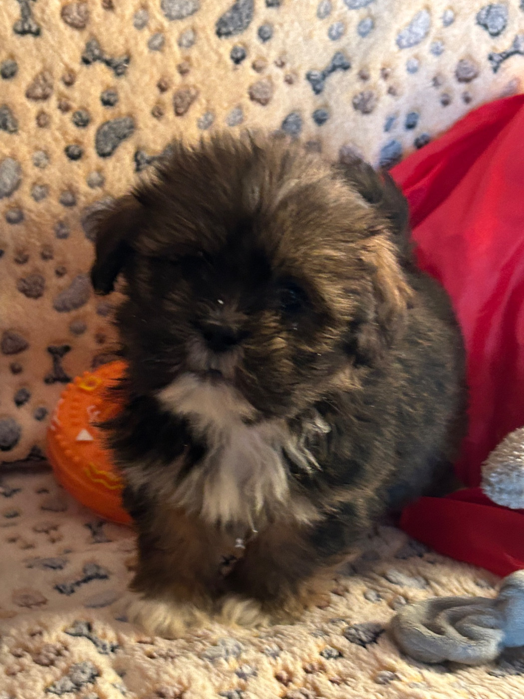 du hameau de roxane - Chiots disponibles - Lhassa Apso