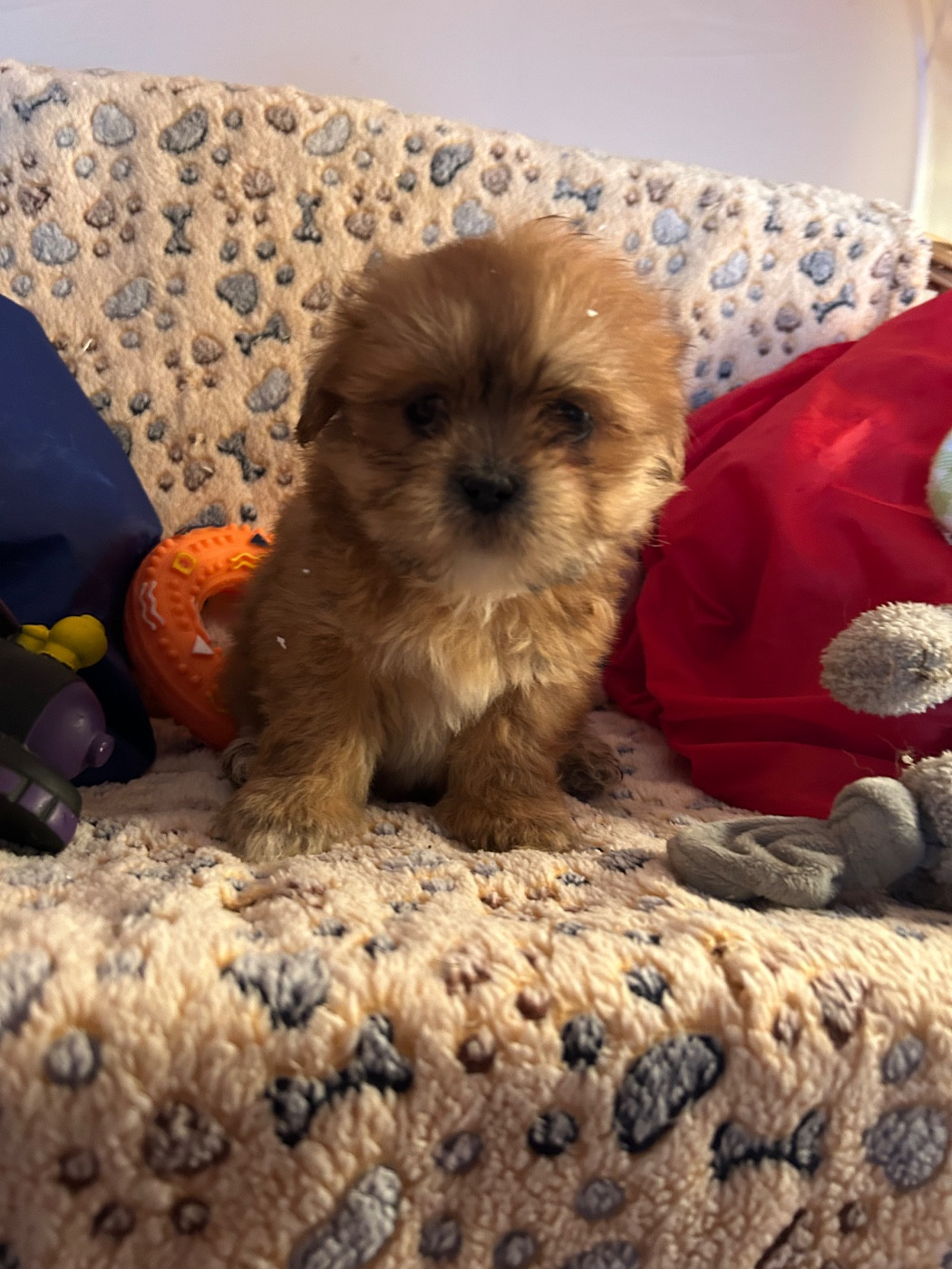 du hameau de roxane - Chiots disponibles - Lhassa Apso