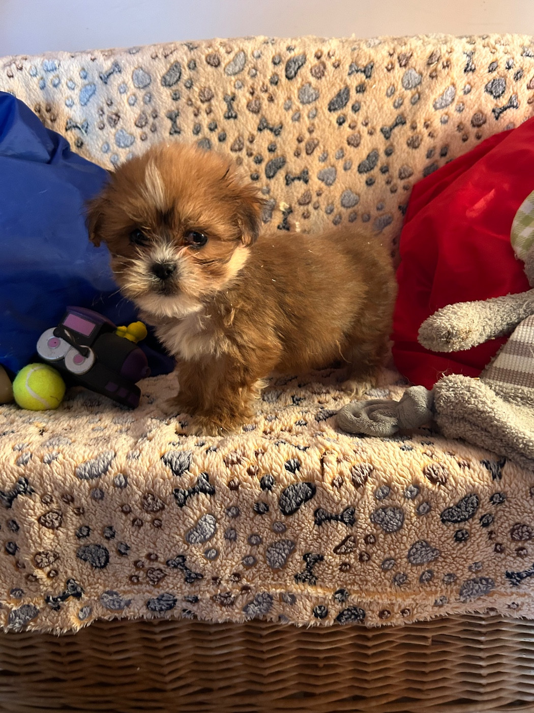 du hameau de roxane - Chiots disponibles - Lhassa Apso