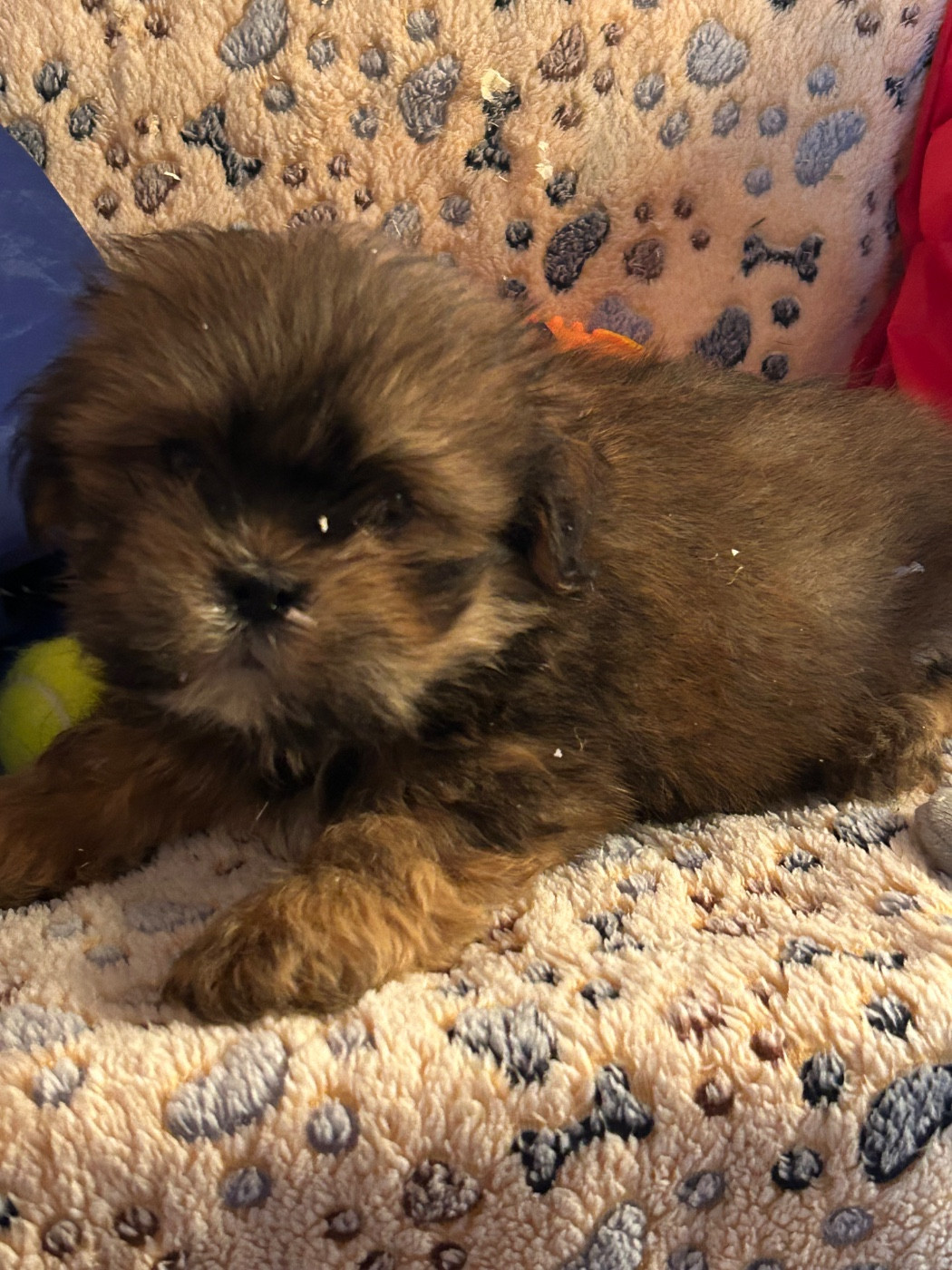 du hameau de roxane - Chiots disponibles - Lhassa Apso