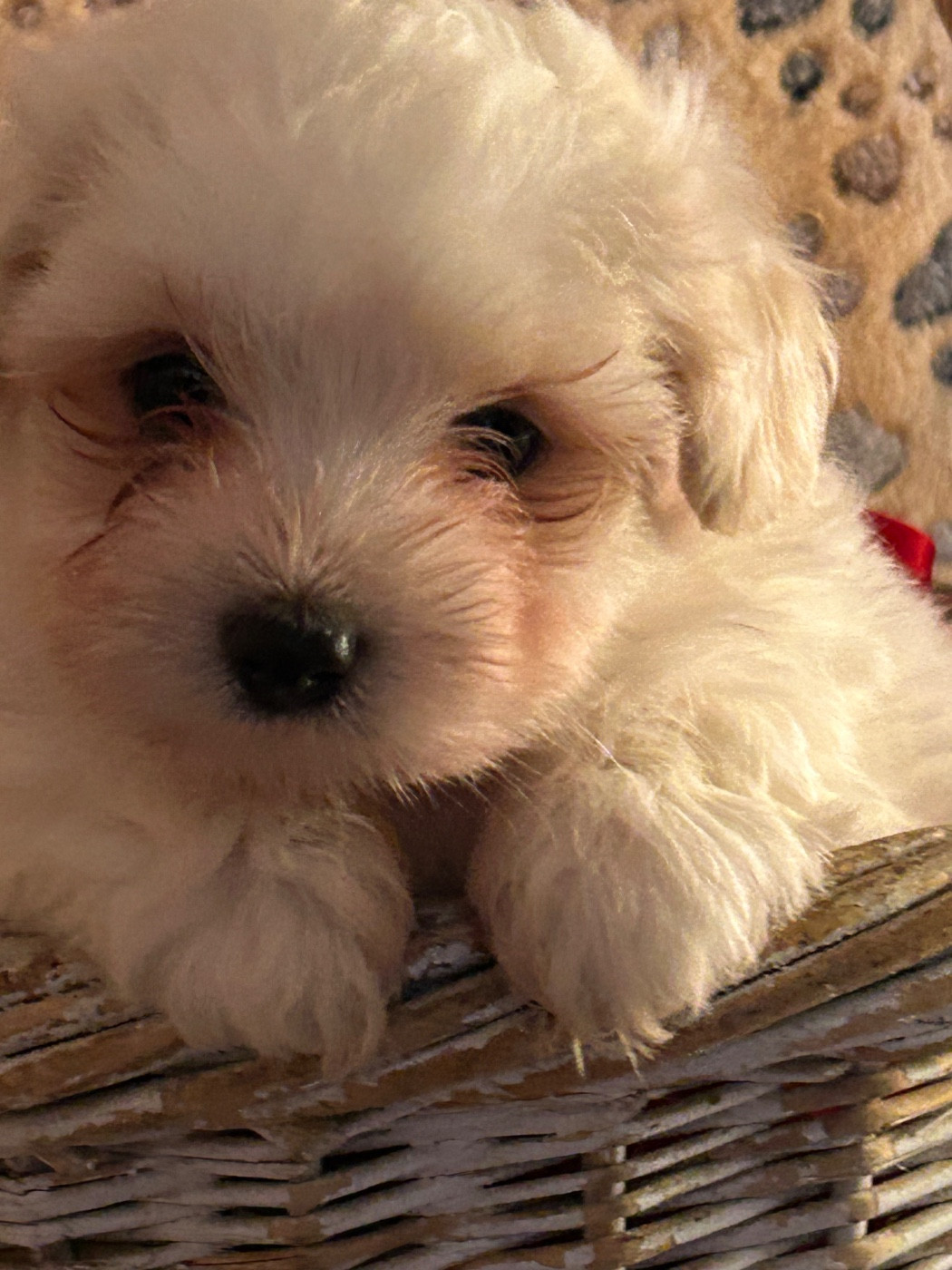 du hameau de roxane - Chiots disponibles - Coton de Tulear