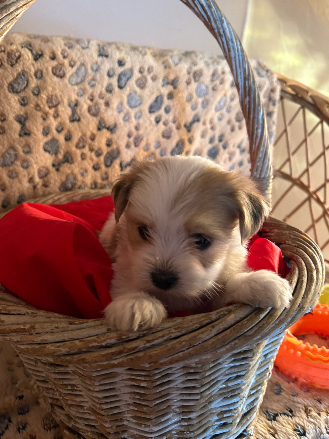 du hameau de roxane - Coton de Tulear - Portée née le 04/11/2025