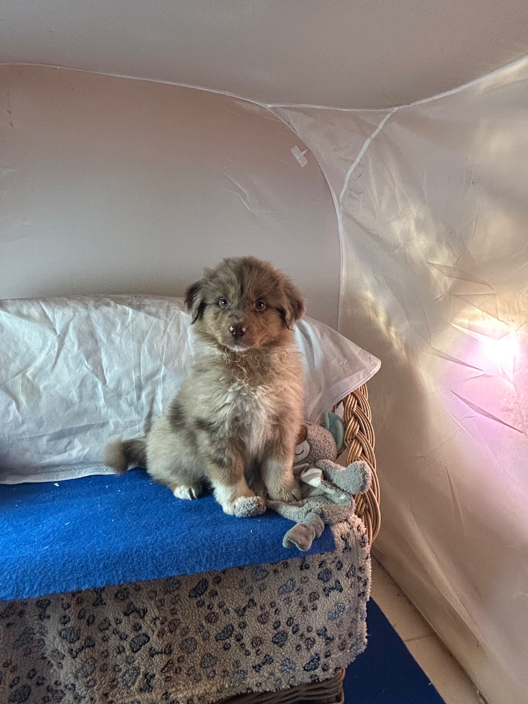 du hameau de roxane - Chiots disponibles - Berger Australien