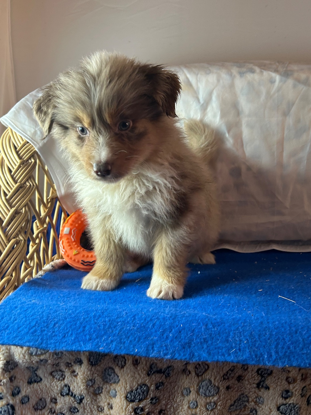 du hameau de roxane - Chiots disponibles - Berger Australien