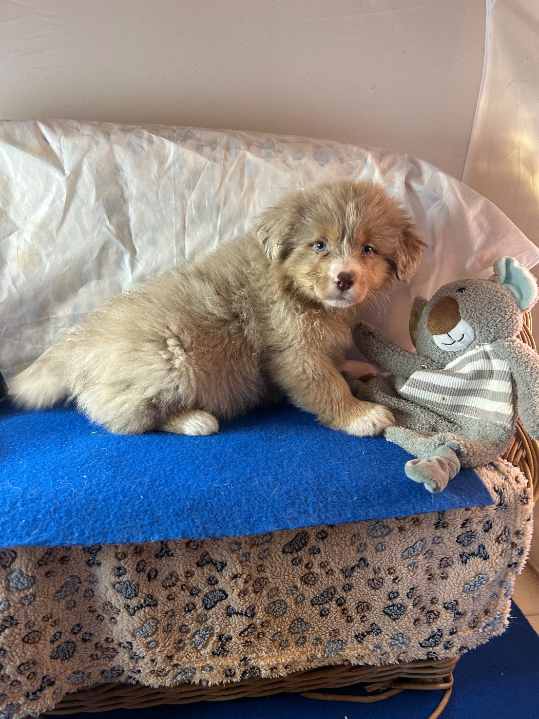 du hameau de roxane - Chiots disponibles - Berger Australien