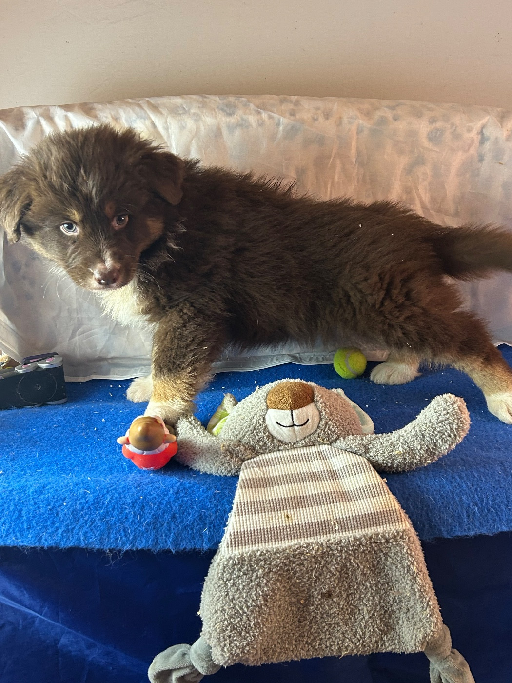 du hameau de roxane - Chiots disponibles - Berger Australien