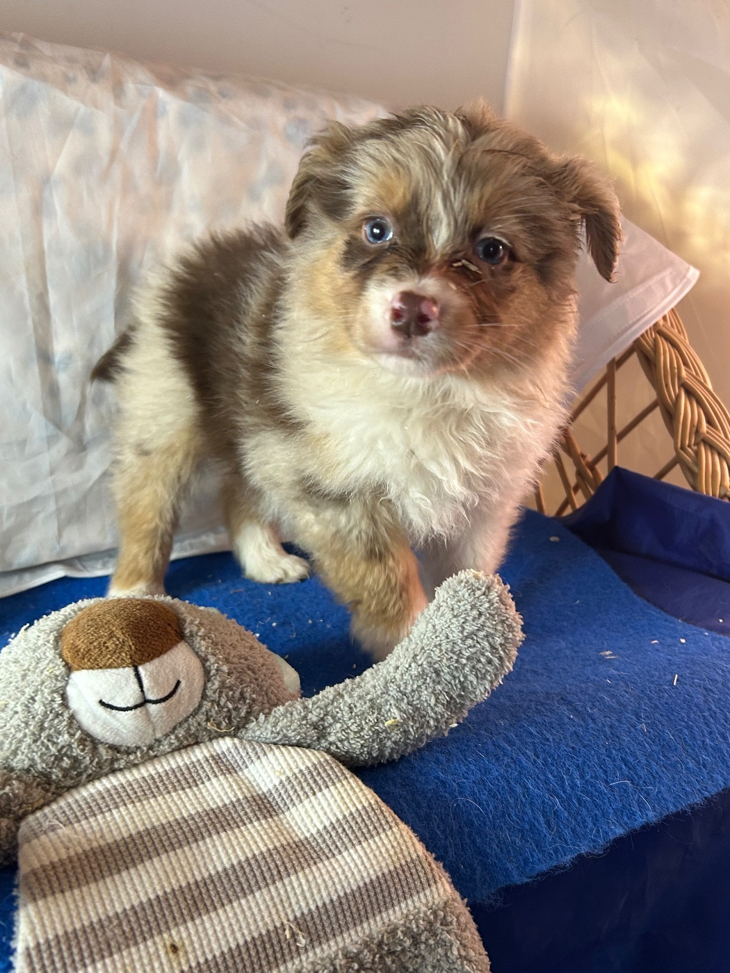 du hameau de roxane - Chiots disponibles - Berger Australien