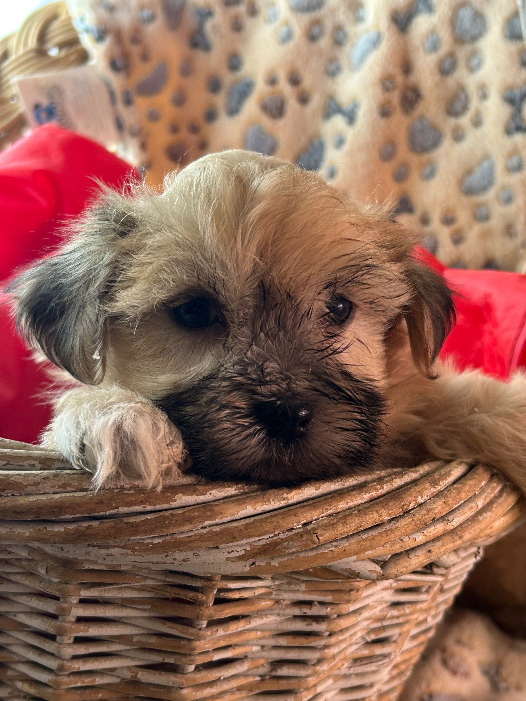 du hameau de roxane - Chiots disponibles - Bichon Havanais