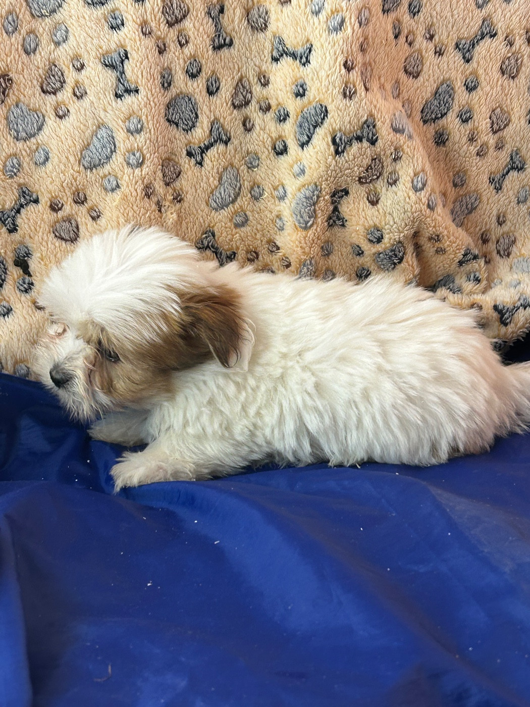 du hameau de roxane - Chiots disponibles - Coton de Tulear