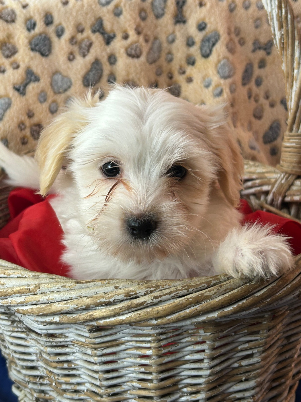 du hameau de roxane - Chiots disponibles - Coton de Tulear