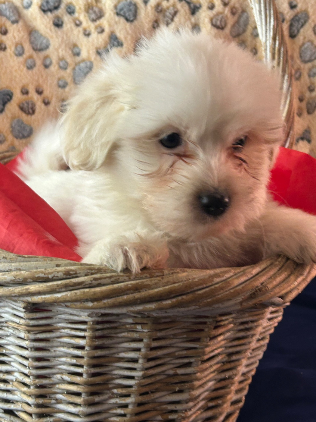 du hameau de roxane - Chiots disponibles - Coton de Tulear