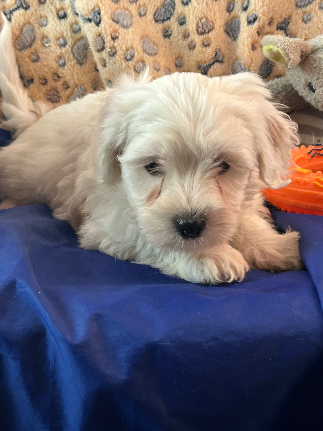 du hameau de roxane - Chiots disponibles - Coton de Tulear