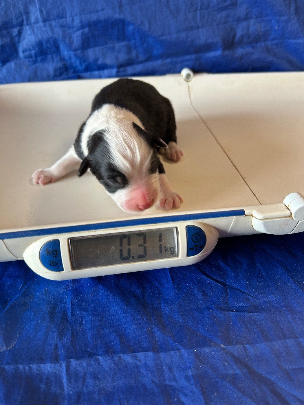 du hameau de roxane - Chiots disponibles - Berger Australien