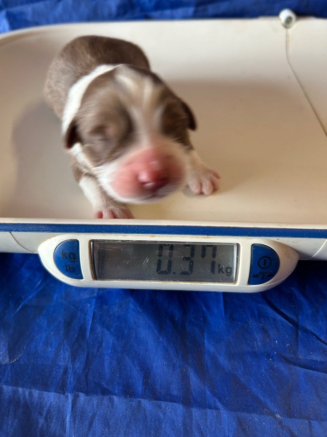 du hameau de roxane - Chiots disponibles - Berger Australien