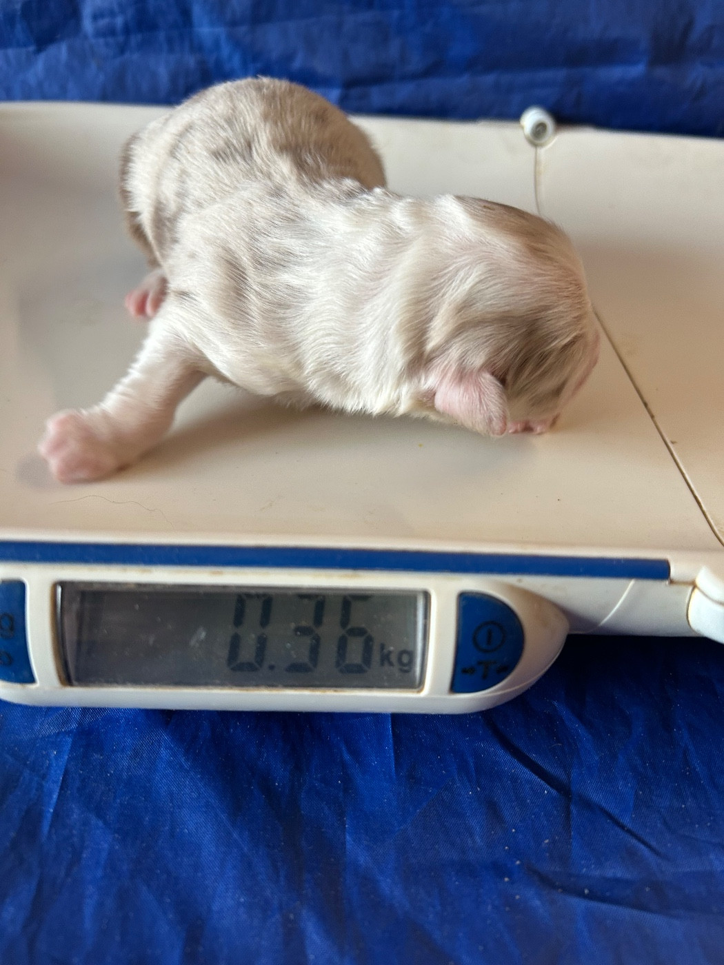 du hameau de roxane - Chiots disponibles - Berger Australien