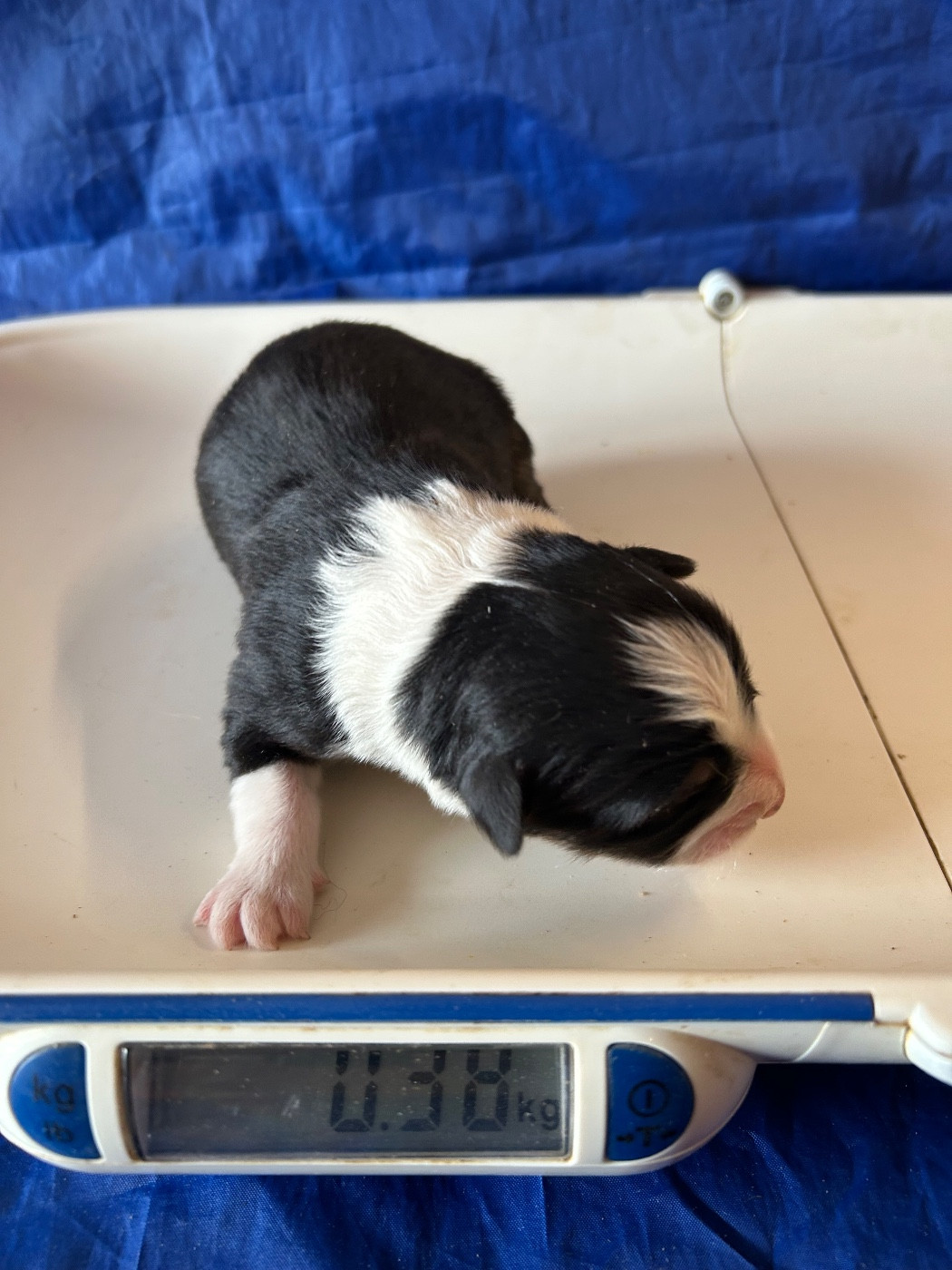 du hameau de roxane - Chiots disponibles - Berger Australien