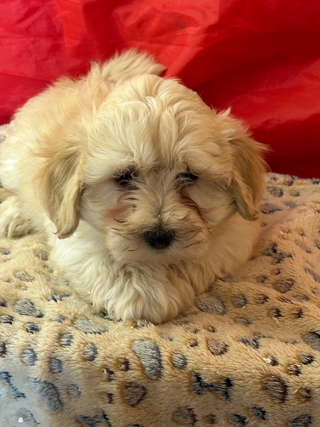 du hameau de roxane - Chiots disponibles - Bichon Havanais