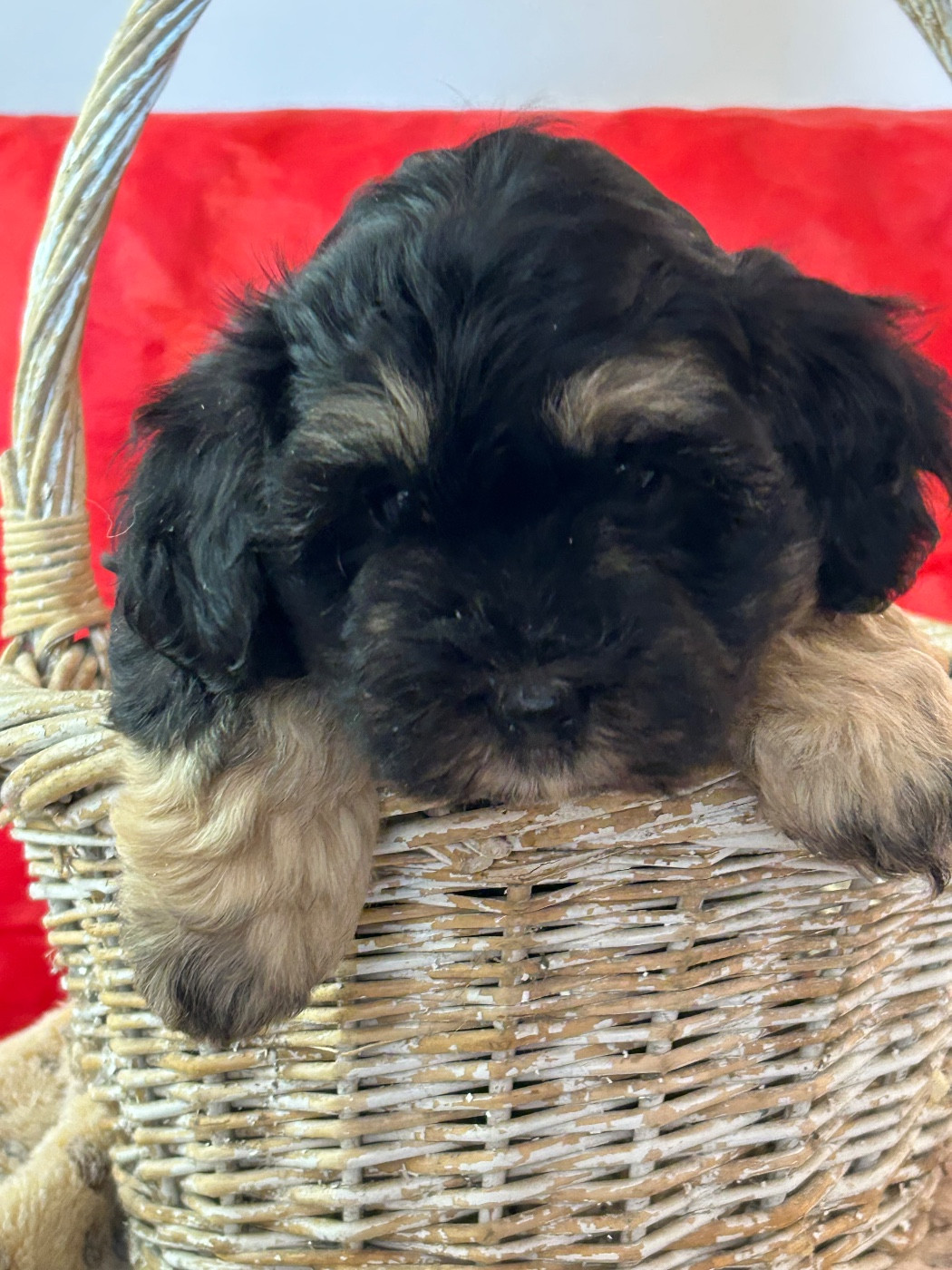 du hameau de roxane - Chiots disponibles - Bichon Havanais