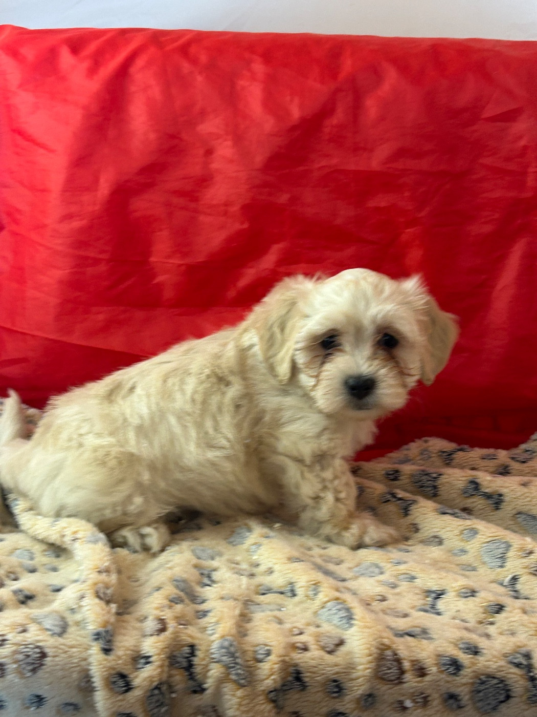 du hameau de roxane - Chiots disponibles - Bichon Havanais