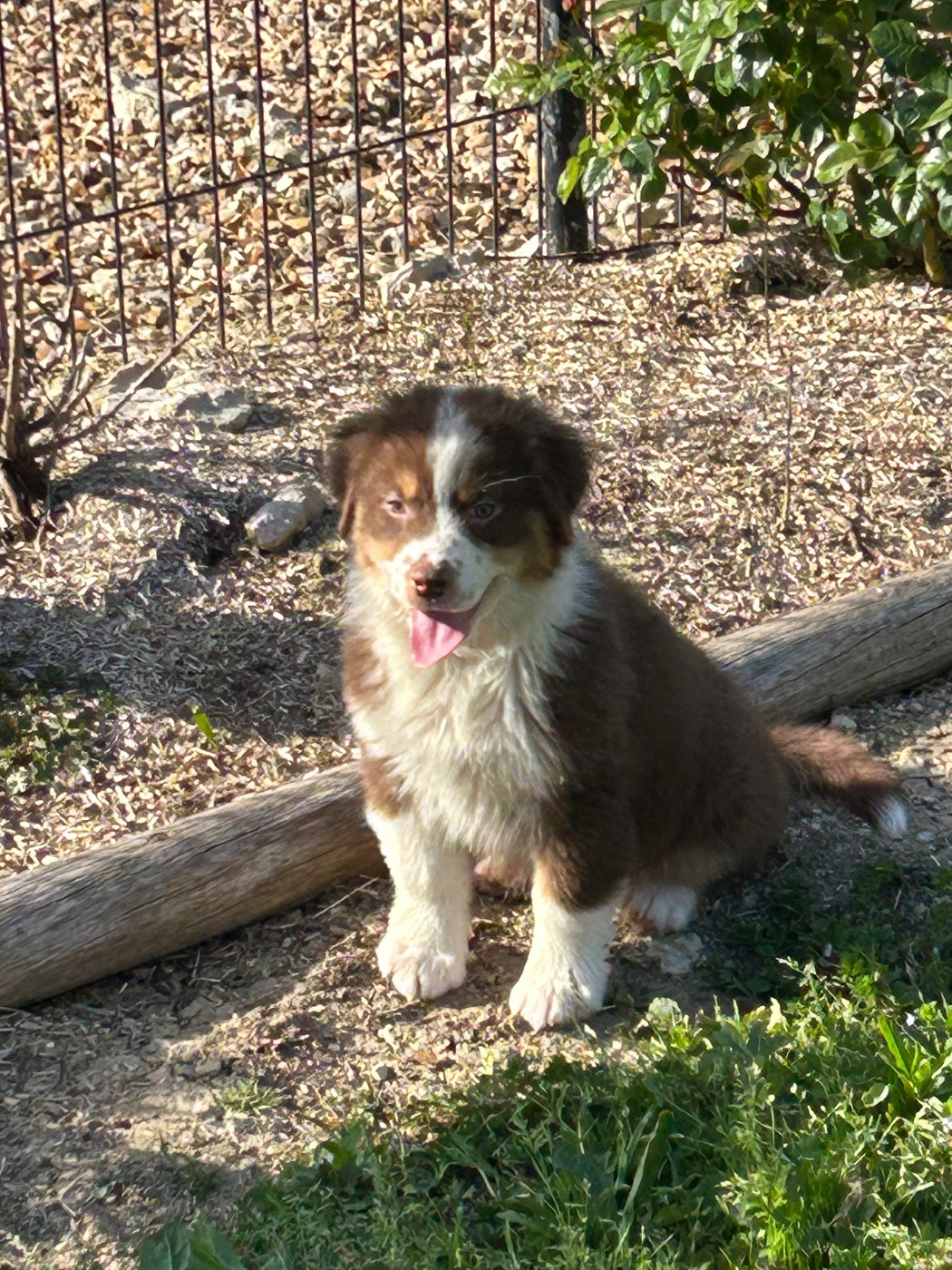 du hameau de roxane - Chiots disponibles - Berger Australien